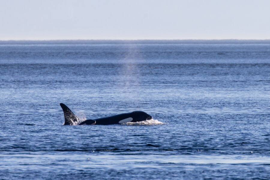 Baby orca L128 swimming beside mother L90 in Salish Sea off San Juan Island