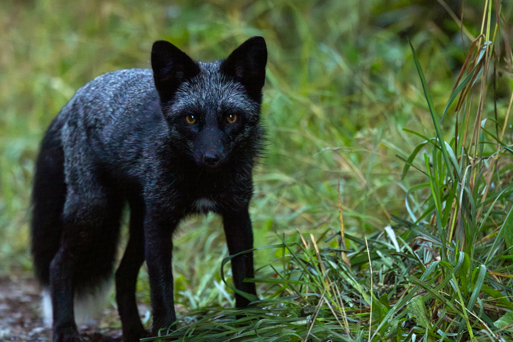 photograph of a black fox on San Juan Island