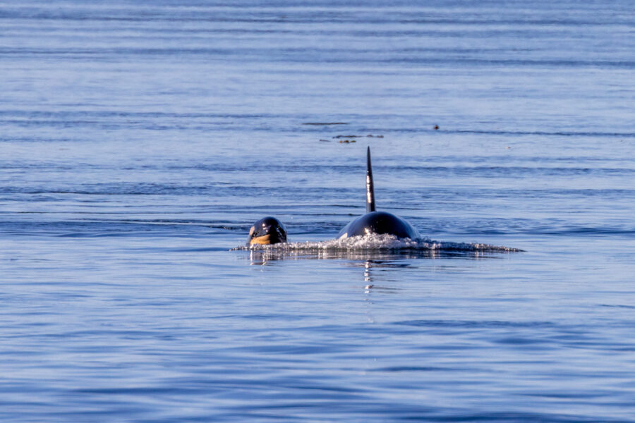 close up image of Southern Resident Killer Whale L90 and her newborn calf L128