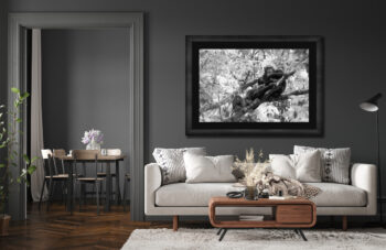 Large black and white fine art print of two chimpanzees in a forest displayed in a luxury home