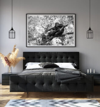 Large black and white fine art print of two chimpanzees high up in a forest canopy displayed in the bedroom of a modern home