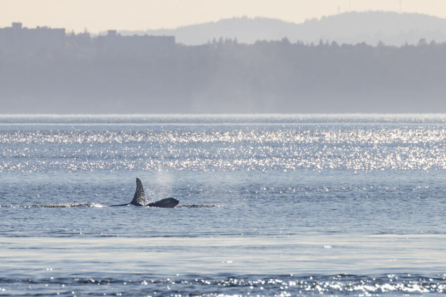 newborn orca L128 coming out of the water along side mom in the Salish Sea