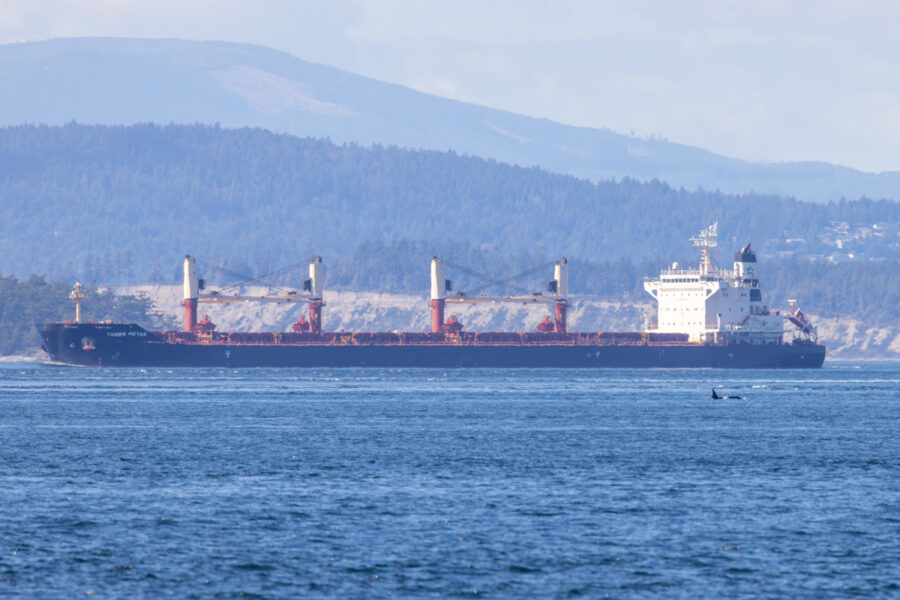 Image of Southern Resident Killer Whale L90 with newborn calf next to a massive tanker in the Salish Sea